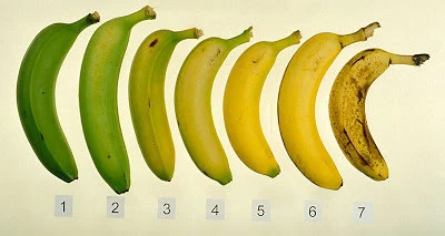 China ethylene absorber for banana manufacturers
